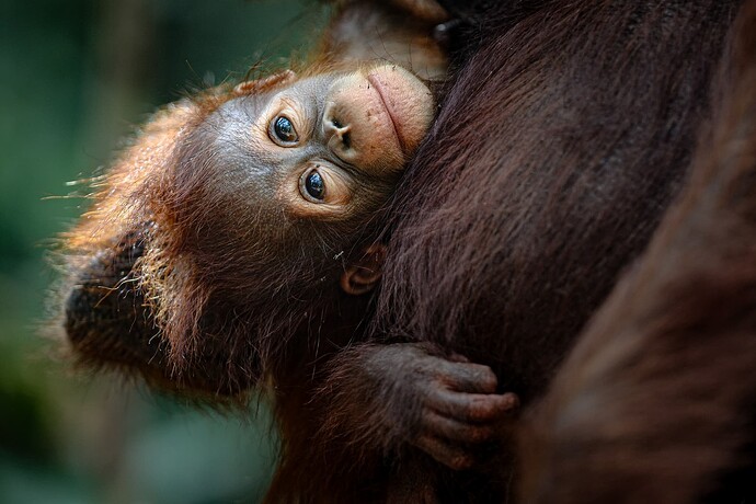 11_06_14Borneo000376-Bearbeitet