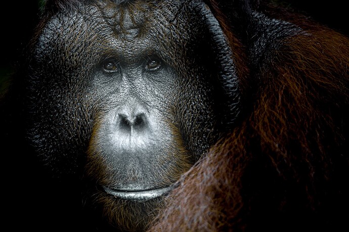 11_06_13Borneo001086-Bearbeitet