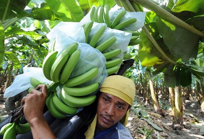 01-philippinen-forum-wirtschaft-cavendish-bananen-export-05