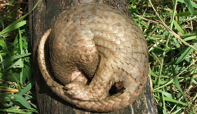 20-philippinen-forum-tiere-pangolin-03