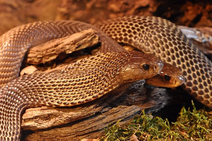 12-philippinen-forum-tiere-philippinische-kobra-00