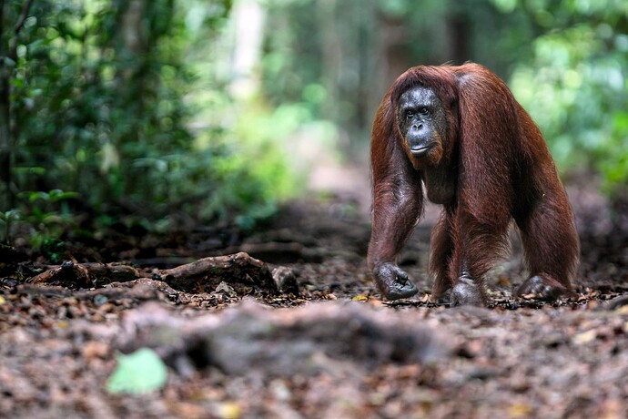 11_06_14Borneo000199-Bearbeitet