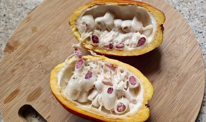 260213-Makato-Fruits-Cocoas-003