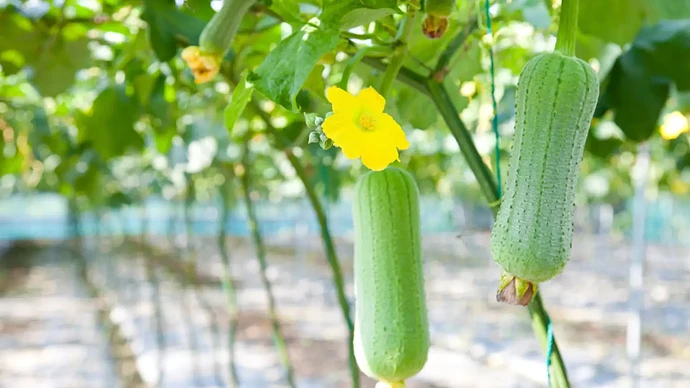 08-philippinen-forum-gemuese-patola-00 (2)