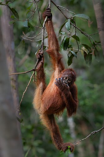 11_06_14Borneo000486-Bearbeitet