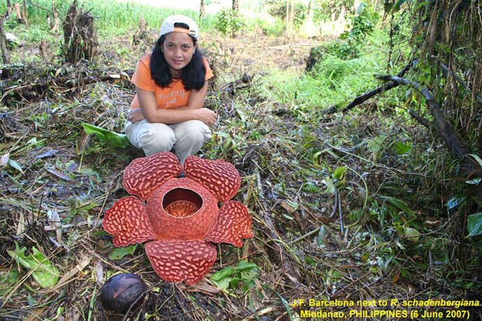 13-philippinen-forum-naturwelten-Rafflesia schadenbergiana-03