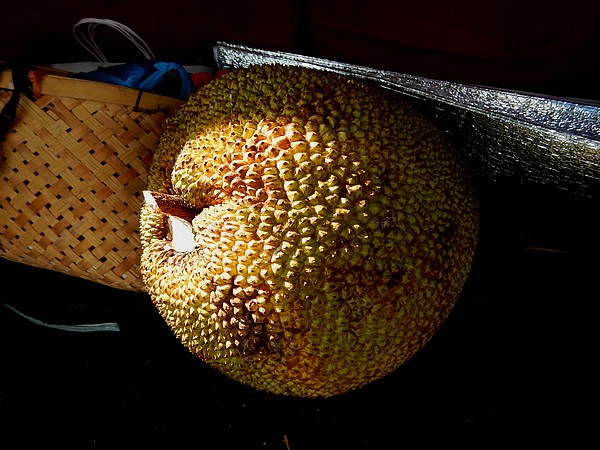 160603-jackfruit_003