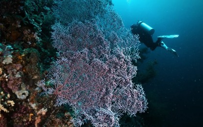 tacloban---dive-site-1